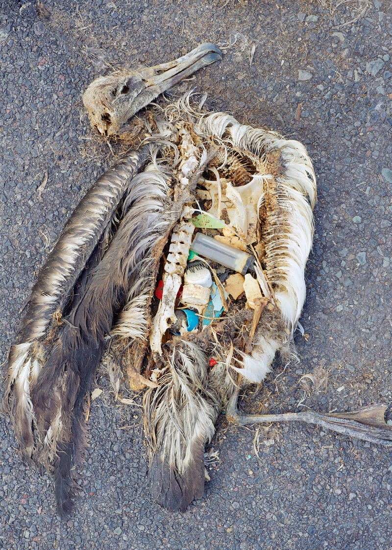 plastic-effect-on-environment
