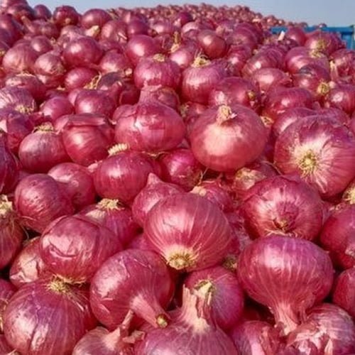 onion-1