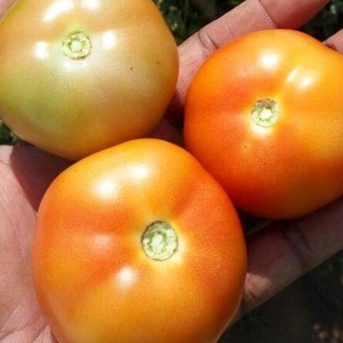 tamatar