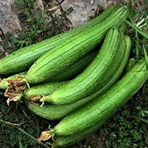 turai